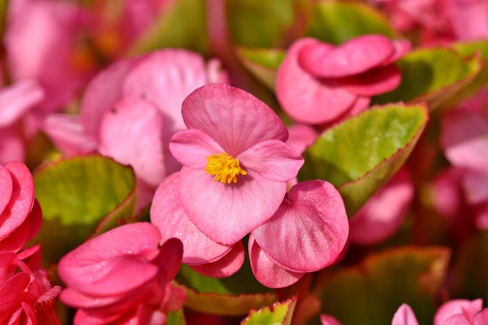 Begonias (Begonia Groups and Hybrids) #shadeplants #garden #containers #decorhomeideas