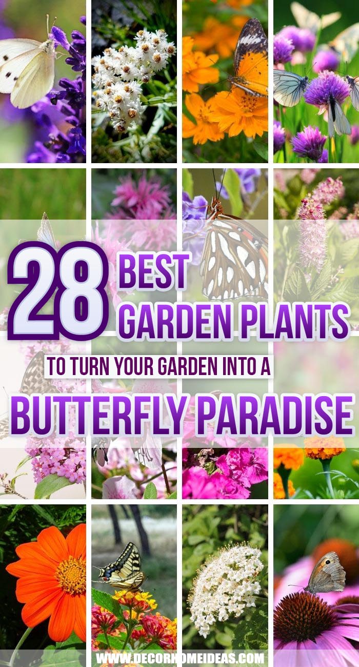 Best Butterfly Plants. By adding butterfly plants to your existing flowers and shrubs, you can create a safe space for these beautiful creatures to live. They are the most beautiful beneficial insects in the world. #decorhomeideas