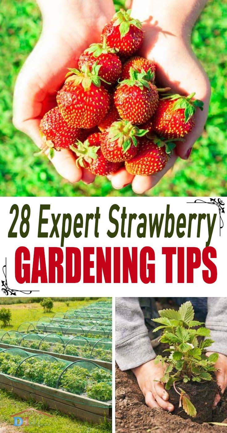 Best Strawberry Gardening Tips. Expert tips and ideas on the best way to grow strawberry plants in your backyard garden. These tips will help you care for and have the best strawberries to harvest. #strawberry #strawberryplants #strawberryplantsideas #decorhomeideas