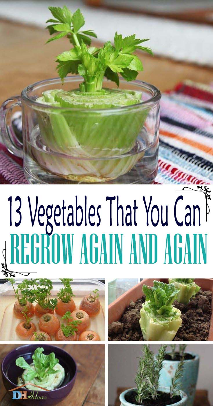 Best Vegetables You Can Regrow. Did you know that there are many vegetables out there you can regrow from scrap even without a garden? It’s fun, free, sustainable, and delicious! We have selected the best vegetables to regrow at home. #decorhomeideas