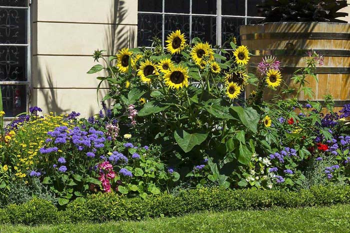 Big, Beautiful Sunflower Bouquet #sunflower #garden #decorhomeideas