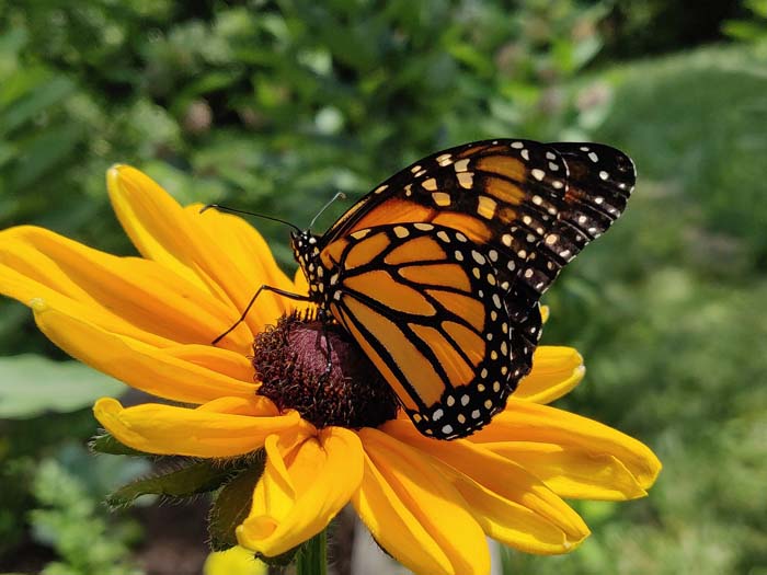 Black-eyed Susan ( Rudbeckia ) #butterflyplants #flowers #garden #decorhomeideas