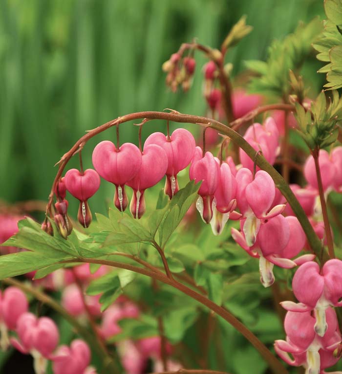 Bleeding Heart Flower