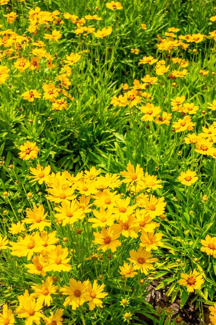 Coreopsis #garden #perennials #allsummerbloom #decorhomeideas