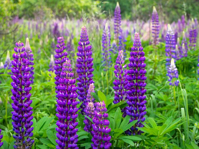 Blue Lupine #garden #perennials #allsummerbloom #decorhomeideas