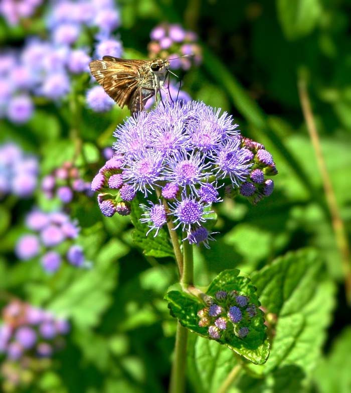 Blue Mist Flower ( Conoclinium Coelestinum ) #butterflyplants #flowers #garden #decorhomeideas