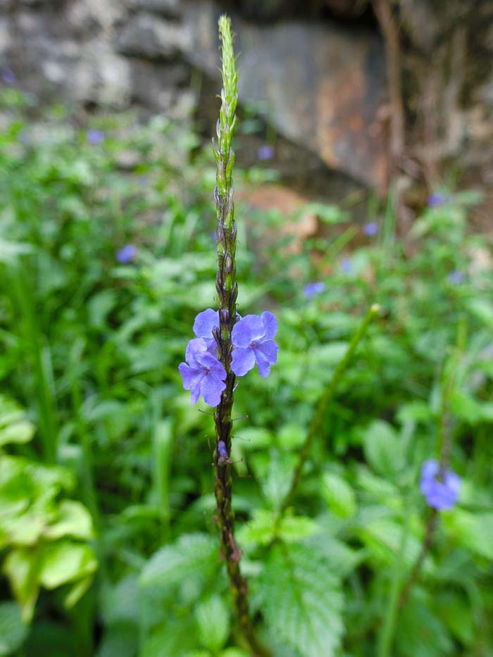 Blue Porterweed ( Stachytarpheta Jamaicensis ) #butterflyplants #flowers #garden #decorhomeideas