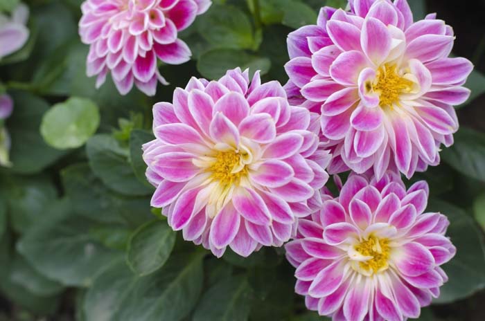 Dahlias #garden #perennials #allsummerbloom #decorhomeideas