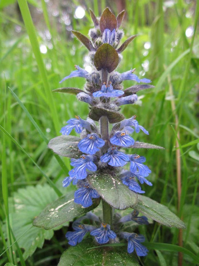 Bugleweed #garden #perennials #allsummerbloom #decorhomeideas