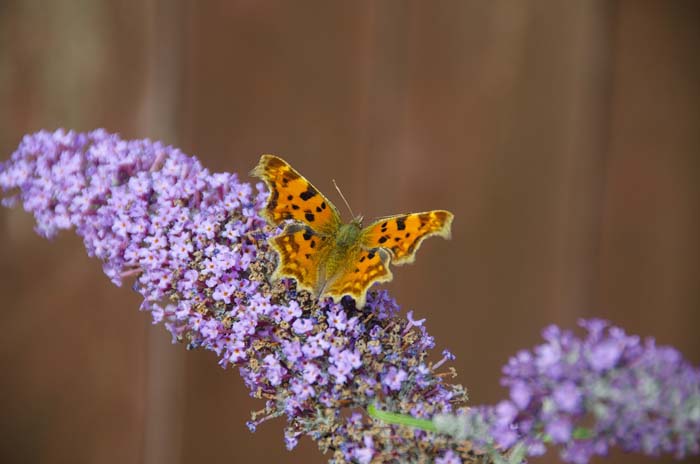 Butterfly bush (Buddleia davidii) #butterflyplants #flowers #garden #decorhomeideas