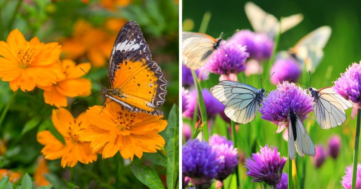 Butterfly Plants