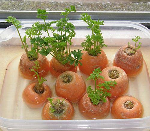 Carrots #vegetables #regrow #decorhomeideas