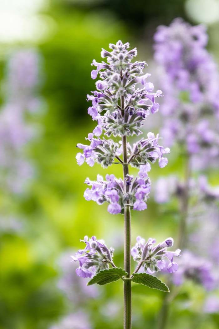 Catmint #garden #perennials #allsummerbloom #decorhomeideas