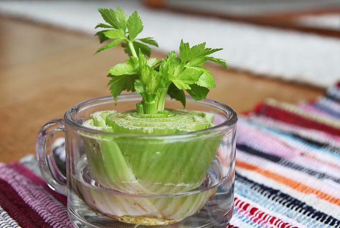 Celery #vegetables #regrow #decorhomeideas