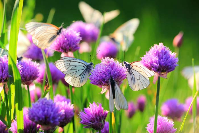 Chives (Allium schoenoprasum) #butterflyplants #flowers #garden #decorhomeideas