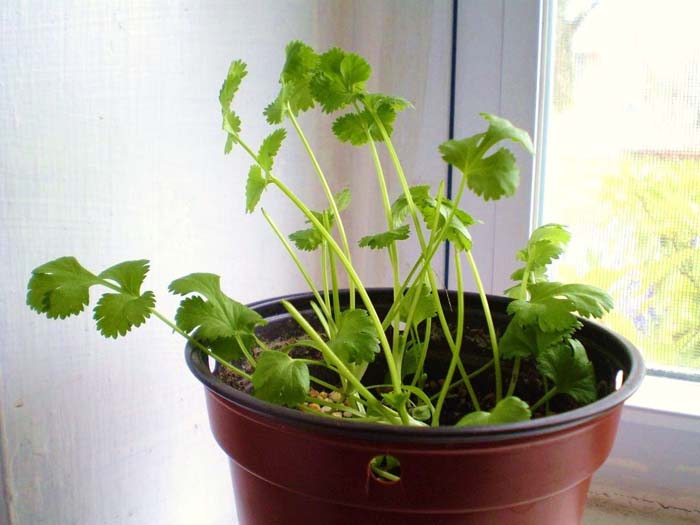 Cilantro #vegetables #regrow #decorhomeideas