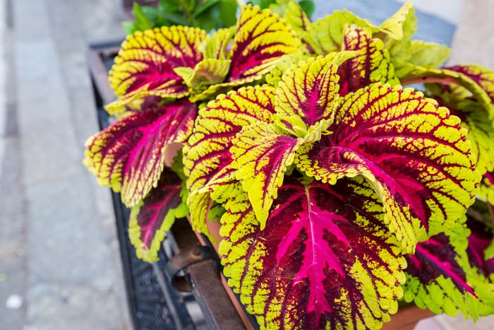 Coleus (Plectranthus scutellarioides) #shadeplants #garden #containers #decorhomeideas