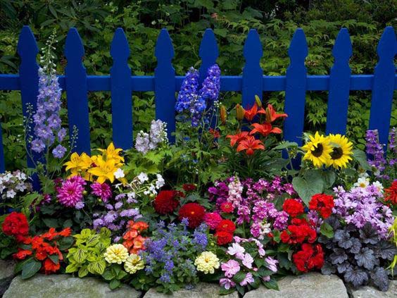 Colorful Flowers Next to a Blue Picket Fence #sunflower #garden #decorhomeideas