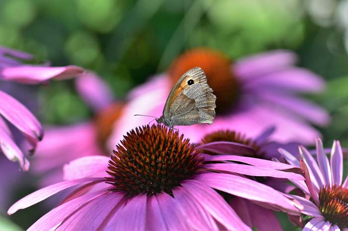 Pale Purple Coneflower ( Echinacea Pallida ) #butterflyplants #flowers #garden #decorhomeideas