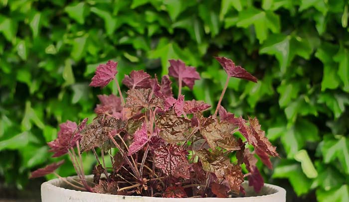 Coral Bells (Heuchera Species and Hybrids) #shadeplants #garden #containers #decorhomeideas