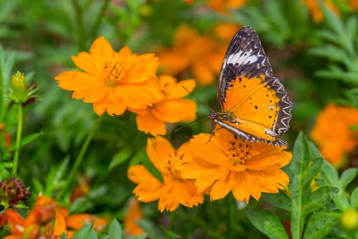 Cosmos ( Cosmos Sulphureus ) #butterflyplants #flowers #garden #decorhomeideas