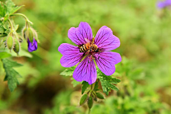 Cranesbill Geranium #garden #perennials #allsummerbloom #decorhomeideas