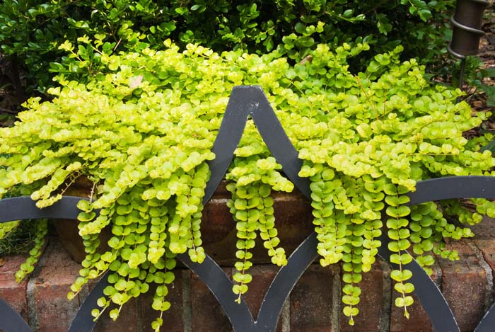 Creeping Jenny Shade Plant