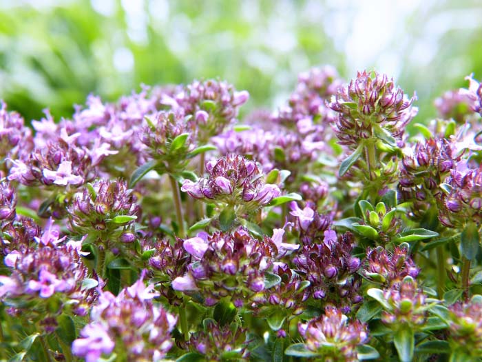 Creeping Thyme #garden #perennials #allsummerbloom #decorhomeideas