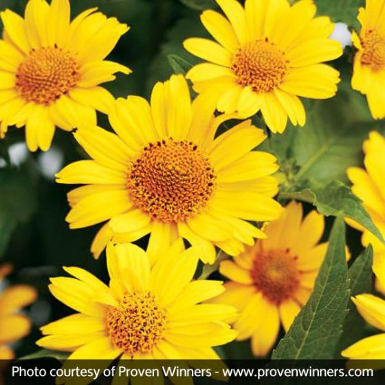 Dense Stands of Yellow Sunflowers #sunflower #garden #decorhomeideas