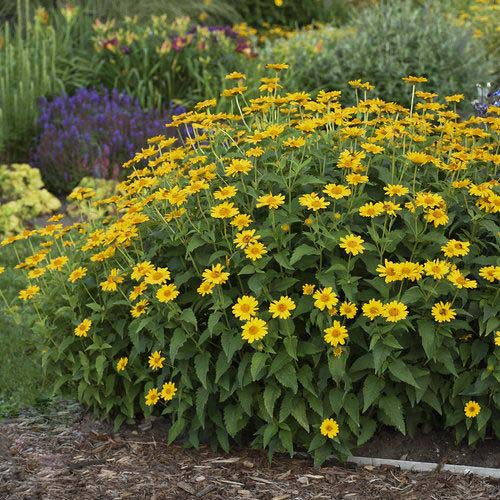 Densely Packed Miniature Sunflowers #sunflower #garden #decorhomeideas