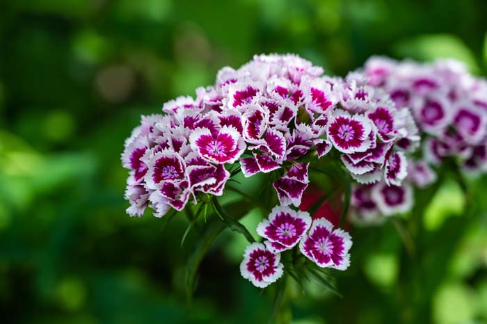 Dianthus #garden #perennials #allsummerbloom #decorhomeideas