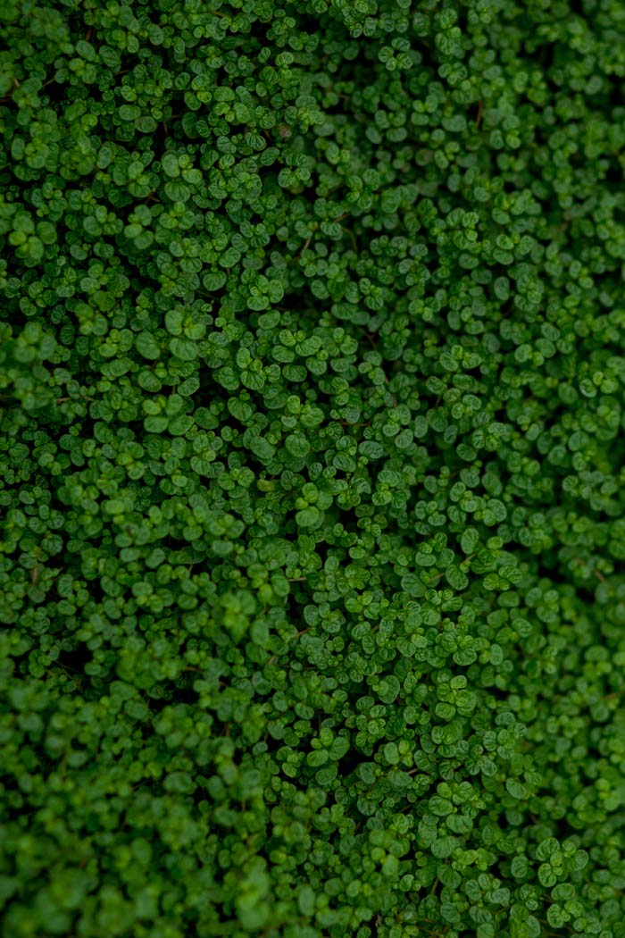 Dichondra (Dichondra Argentea) #shadeplants #garden #containers #decorhomeideas