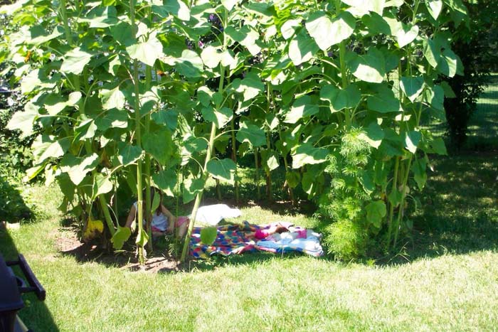 DIY Sunflower Fort #sunflower #garden #decorhomeideas