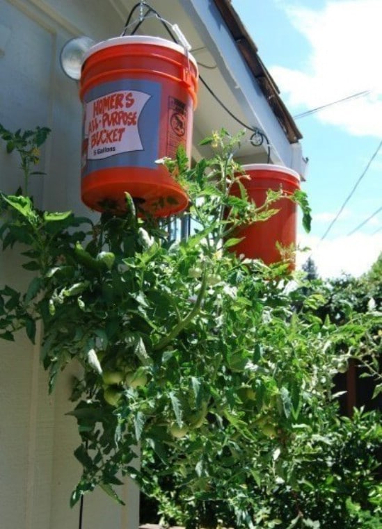 Diy Upside Down Tomato Planter