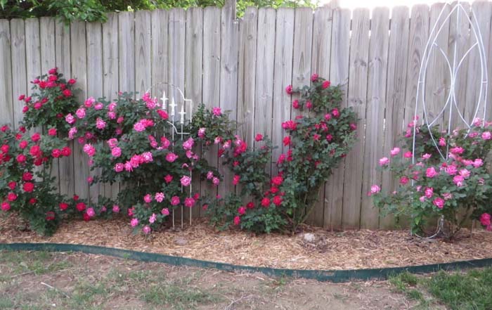 Doll Up Your Fence #rosegarden #roses #decorhomeideas