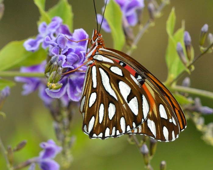 Sapphire Flowers ( Duranta Erecta ) #butterflyplants #flowers #garden #decorhomeideas