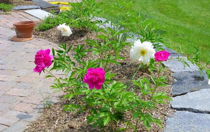 Easy Care Garden #rosegarden #roses #decorhomeideas