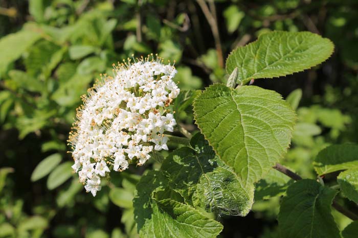 Elderberry (Sambucus nigra) #butterflyplants #flowers #garden #decorhomeideas