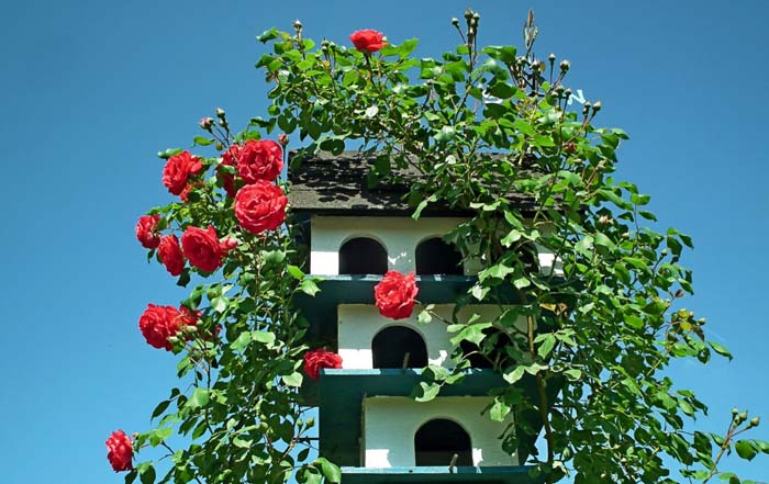 Encourage A Magical Atmosphere #rosegarden #roses #decorhomeideas