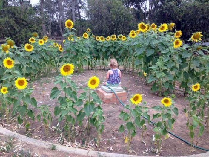 Fairytale Rung of Sunflowers #sunflower #garden #decorhomeideas