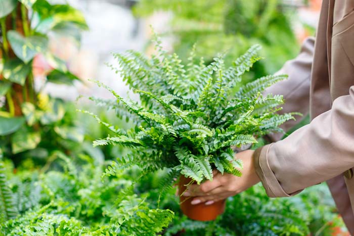 Ferns #shadeplants #garden #containers #decorhomeideas