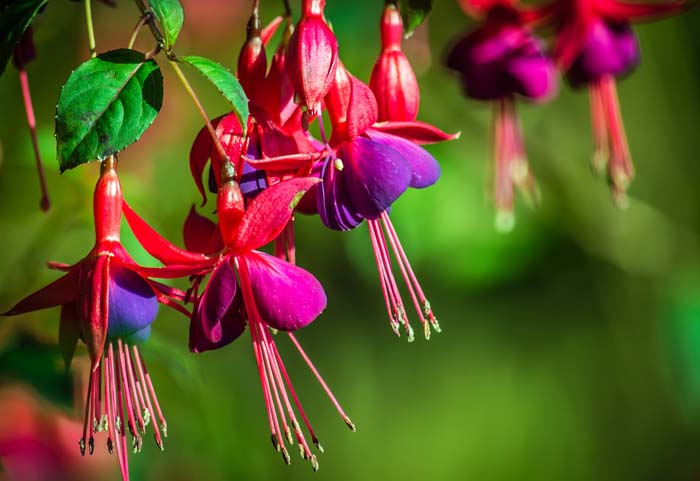 Fuchsia (Fuchsia spp.) #shadeplants #garden #containers #decorhomeideas