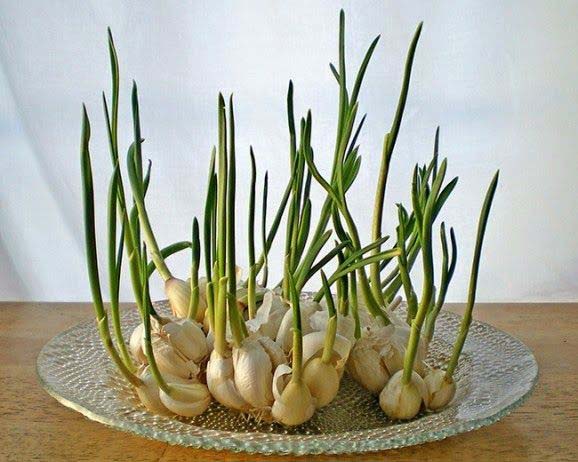 Garlic #vegetables #regrow #decorhomeideas