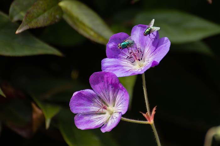 Geranium Rozanne #garden #perennials #allsummerbloom #decorhomeideas