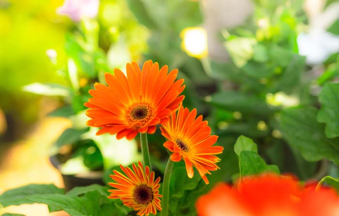 Gerbera Daisies #garden #perennials #allsummerbloom #decorhomeideas