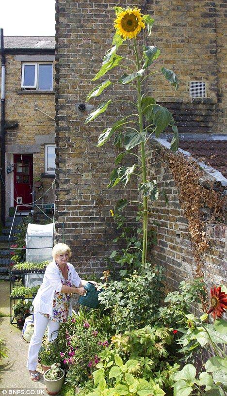 Giant Sunflower as a Solitary Showpiece #sunflower #garden #decorhomeideas