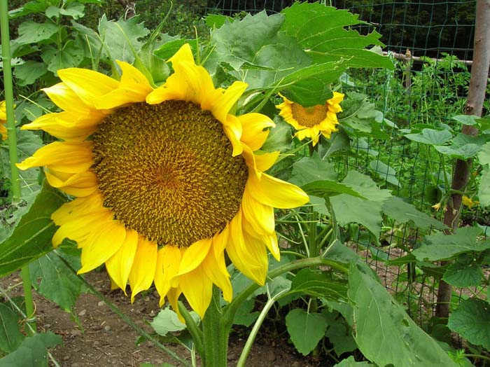 Giant Sunflowers Guarantee a Smile #sunflower #garden #decorhomeideas