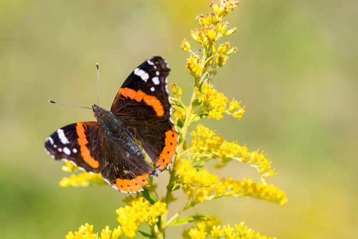 Stiff Goldenrod ( Oligoneuron Rigidum ) #butterflyplants #flowers #garden #decorhomeideas