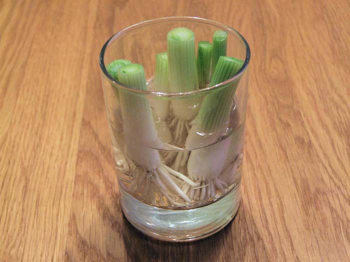 Green Onion #vegetables #regrow #decorhomeideas