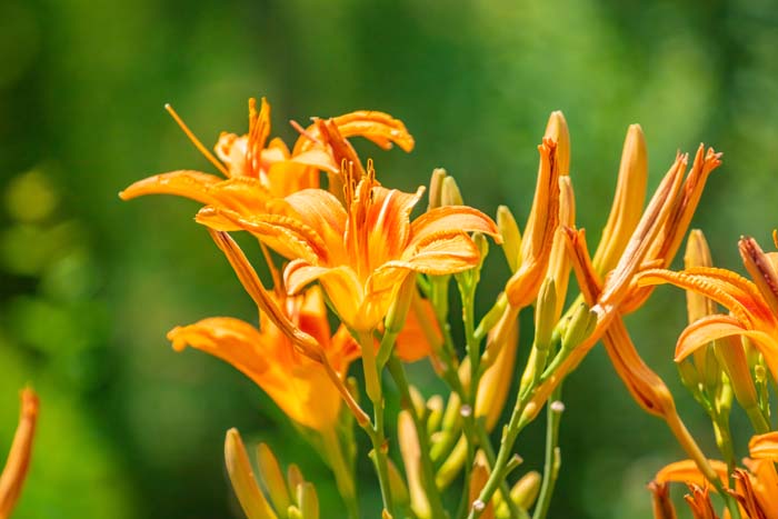 Stella De Oro Daylily #garden #perennials #allsummerbloom #decorhomeideas